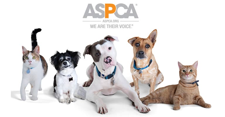 best outdoor renovation